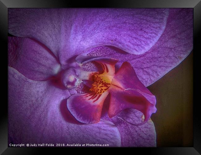 Deep Purple Orchid Framed Print by Judy Hall-Folde