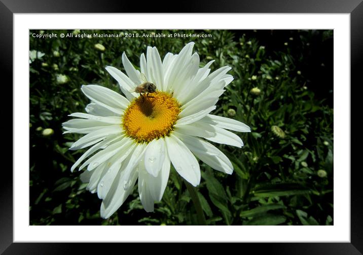 On a nice flower, Framed Mounted Print by Ali asghar Mazinanian