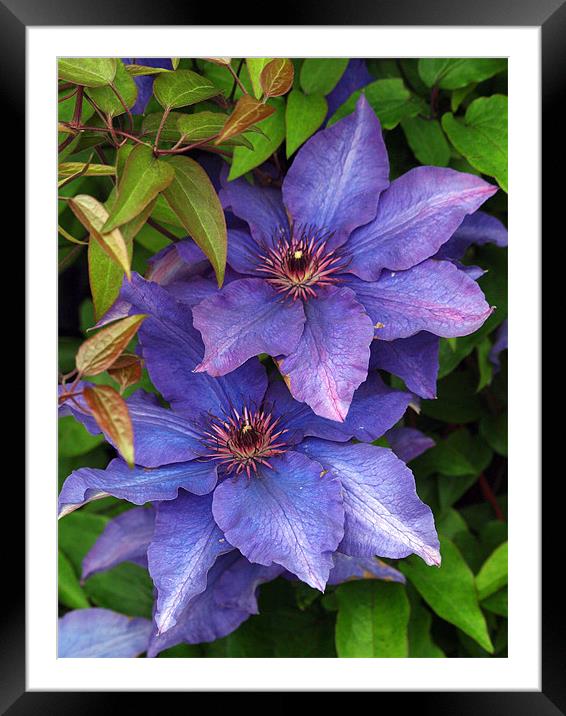 Clematis Desire Framed Mounted Print by james sanderson