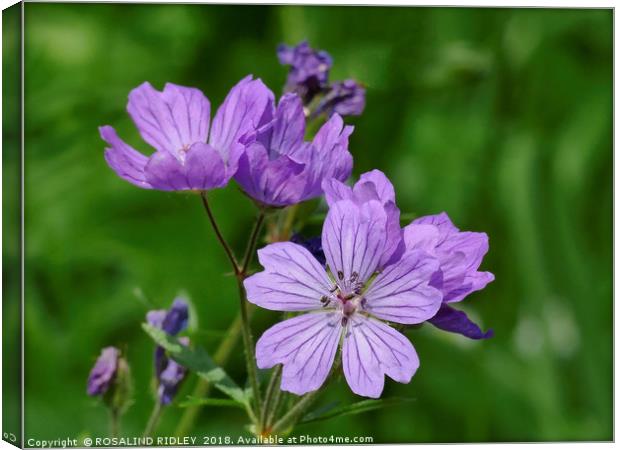 "purple/pink Cranesbill" Canvas Print by ROS RIDLEY