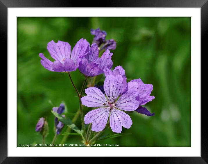 "purple/pink Cranesbill" Framed Mounted Print by ROS RIDLEY