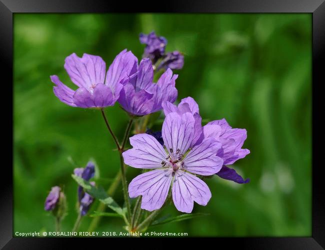 "purple/pink Cranesbill" Framed Print by ROS RIDLEY