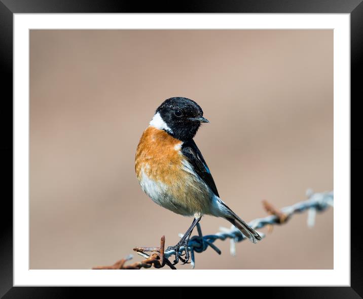 Stonechat (Saxicola Torquato) Framed Mounted Print by Colin Allen
