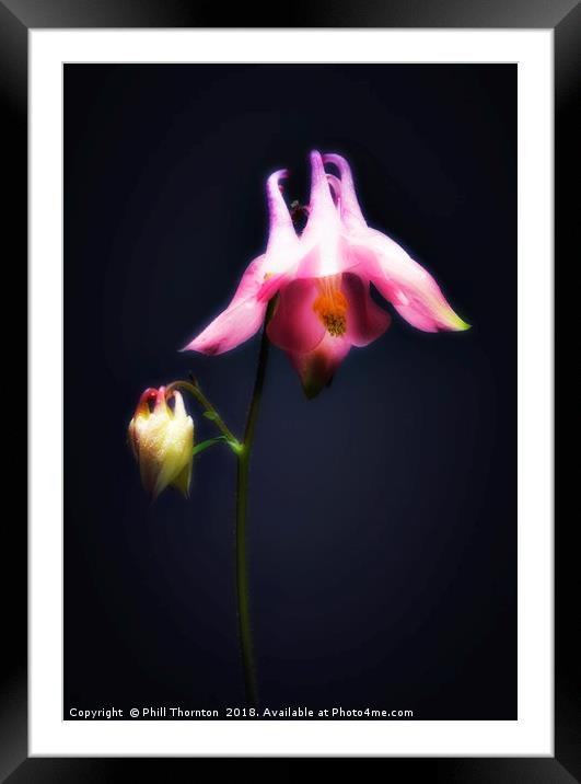 Single Aquilegia stem. Framed Mounted Print by Phill Thornton