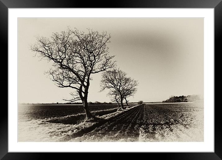 Bare trees in Norfolk Framed Mounted Print by Stephen Mole