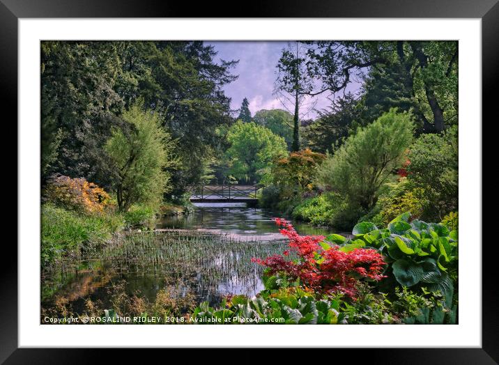 "Lush Spring foliage at Thorp Perrow" Framed Mounted Print by ROS RIDLEY