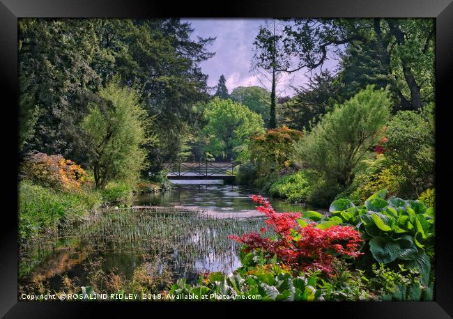 "Lush Spring foliage at Thorp Perrow" Framed Print by ROS RIDLEY