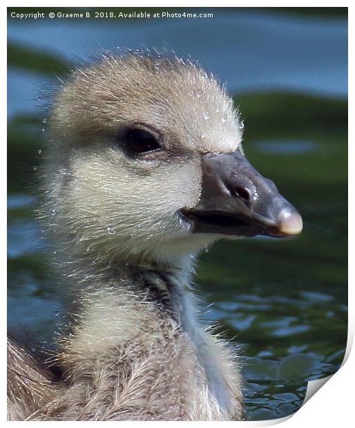 White Fronted Goose (chick) Print by Graeme B
