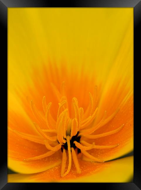 Yellow Poppy Framed Print by Kelly Bailey