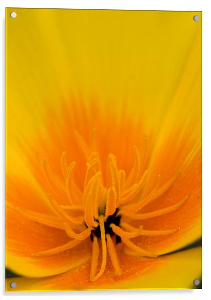 Yellow Poppy Acrylic by Kelly Bailey