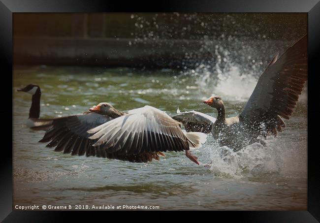 White Fronted Geese Framed Print by Graeme B
