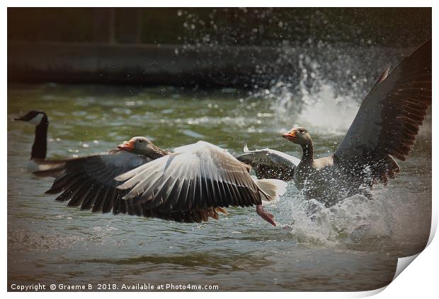 White Fronted Geese Print by Graeme B