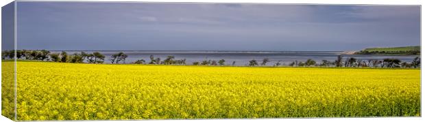 Yellow rapeseed adorns the bay Canvas Print by Naylor's Photography