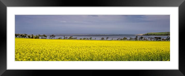 Yellow rapeseed adorns the bay Framed Mounted Print by Naylor's Photography