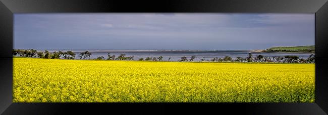 Yellow rapeseed adorns the bay Framed Print by Naylor's Photography