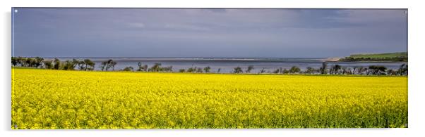 Yellow rapeseed adorns the bay Acrylic by Naylor's Photography
