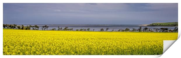 Yellow rapeseed adorns the bay Print by Naylor's Photography