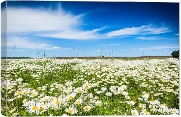 Chamomile field in summer sunny day. Canvas Print by Sergey Fedoskin