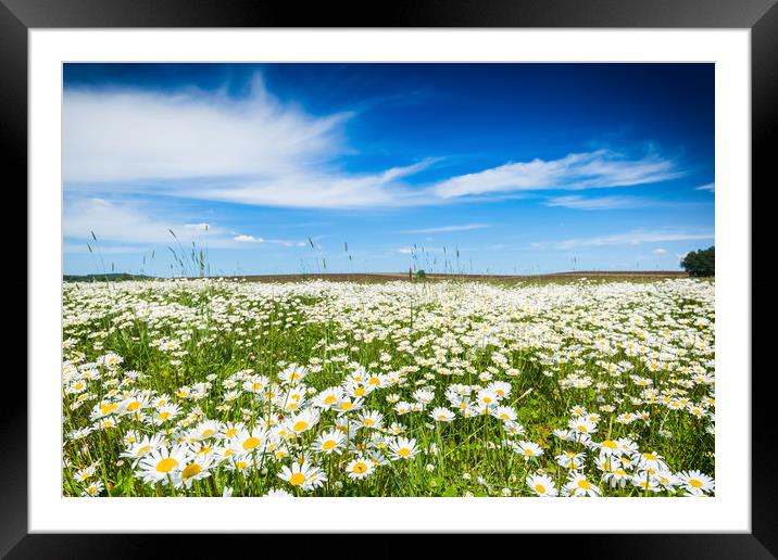 Chamomile field in summer sunny day. Framed Mounted Print by Sergey Fedoskin