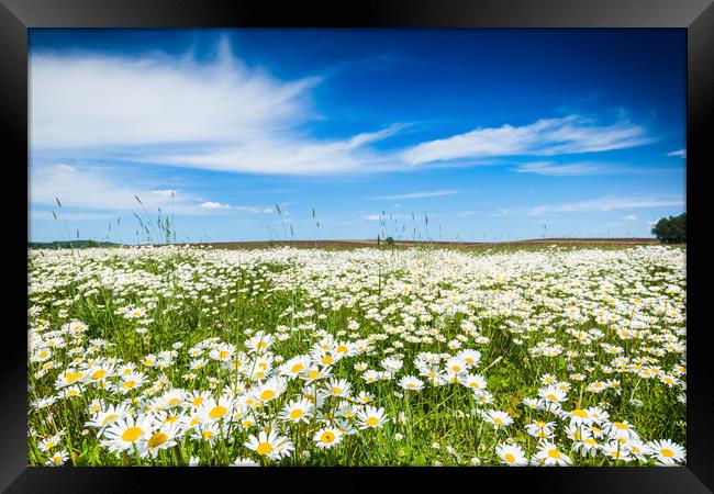 Chamomile field in summer sunny day. Framed Print by Sergey Fedoskin