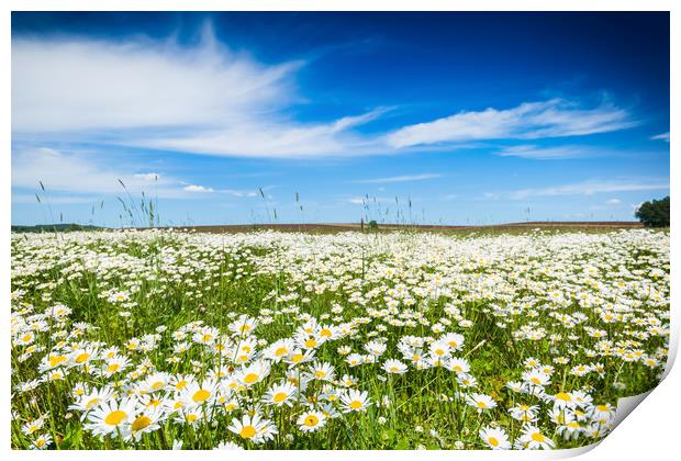 Chamomile field in summer sunny day. Print by Sergey Fedoskin