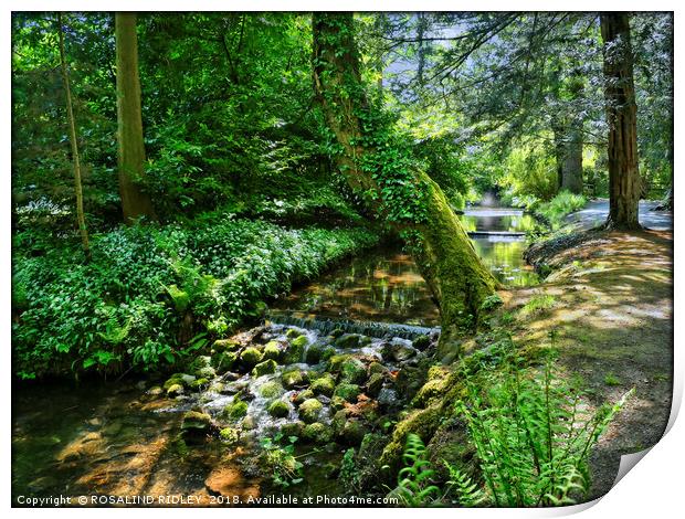 "Dappled sunshine at the stream" Print by ROS RIDLEY