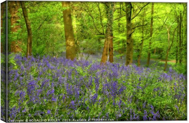 "Misty evening light in the bluebell wood" Canvas Print by ROS RIDLEY
