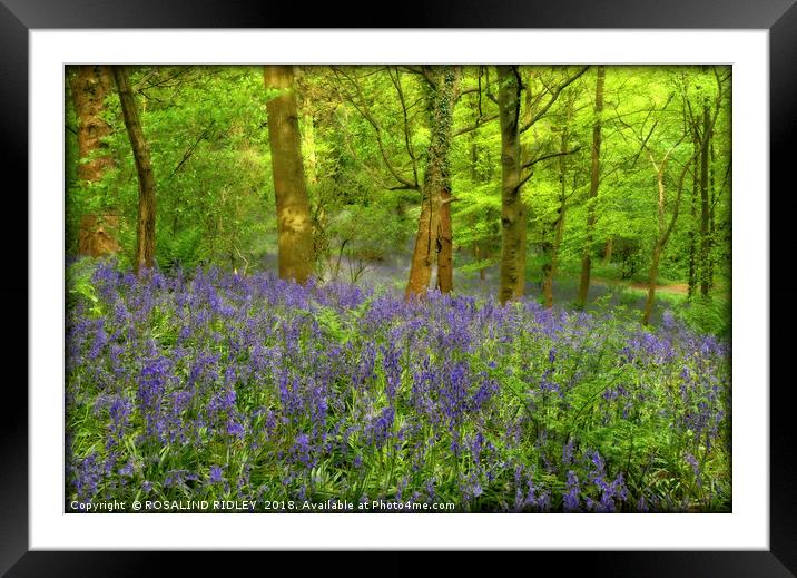 "Misty evening light in the bluebell wood" Framed Mounted Print by ROS RIDLEY