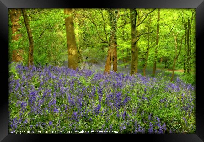 "Misty evening light in the bluebell wood" Framed Print by ROS RIDLEY