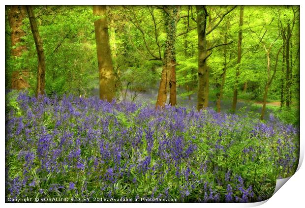 "Misty evening light in the bluebell wood" Print by ROS RIDLEY