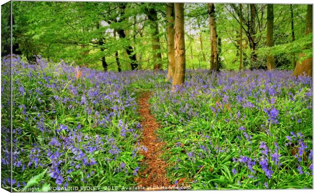"Evening light in the bluebell wood 3" Canvas Print by ROS RIDLEY