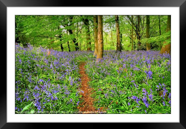 "Evening light in the bluebell wood 3" Framed Mounted Print by ROS RIDLEY