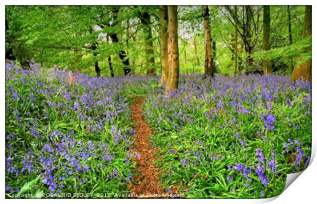 "Evening light in the bluebell wood 3" Print by ROS RIDLEY