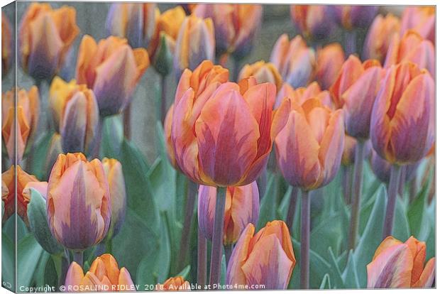 "Artistic Tulips" Canvas Print by ROS RIDLEY