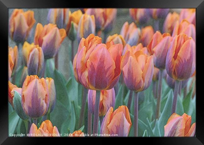 "Artistic Tulips" Framed Print by ROS RIDLEY