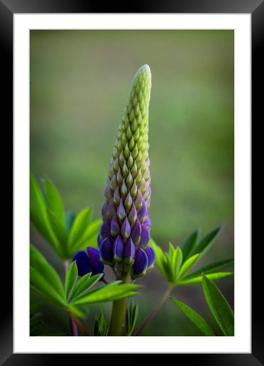 Single Lupin Framed Mounted Print by Jonathan Thirkell