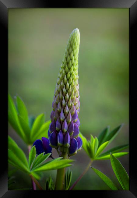 Single Lupin Framed Print by Jonathan Thirkell