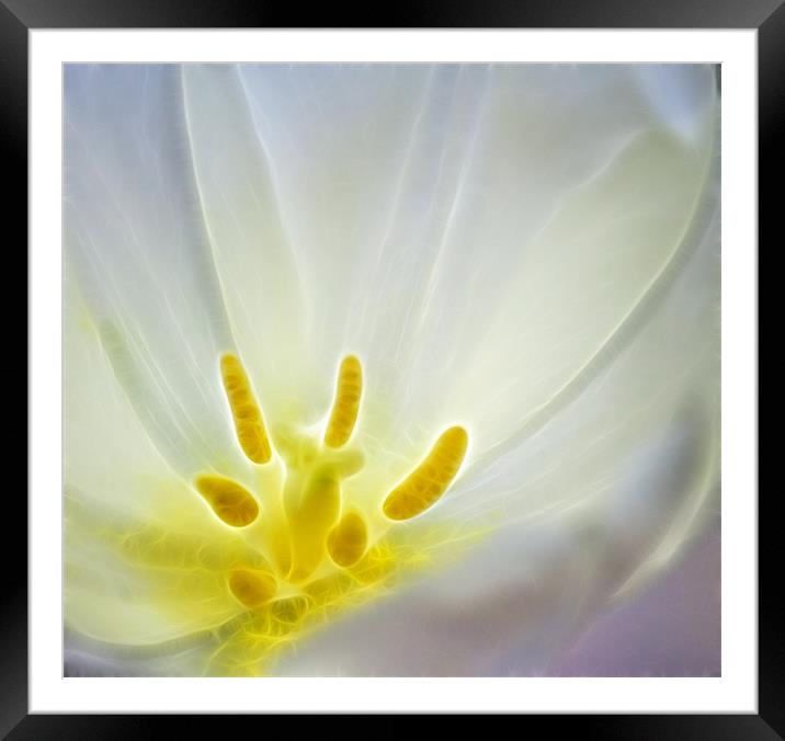 Tulip fractals Framed Mounted Print by David French