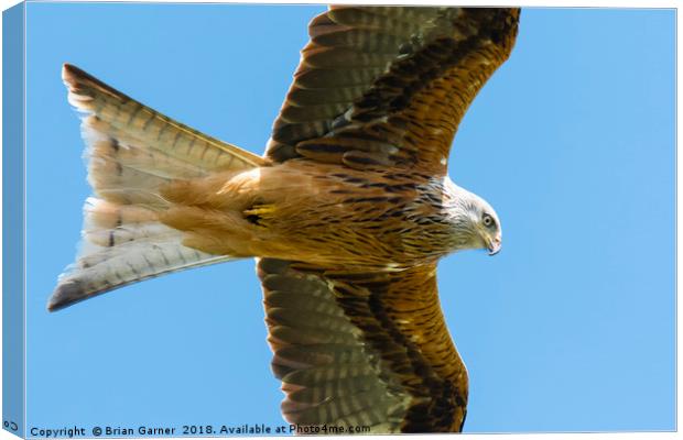 Red Kite Soaring in Blue Sky Canvas Print by Brian Garner