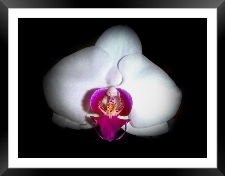 Inside the Orchid Framed Mounted Print by Judy Hall-Folde