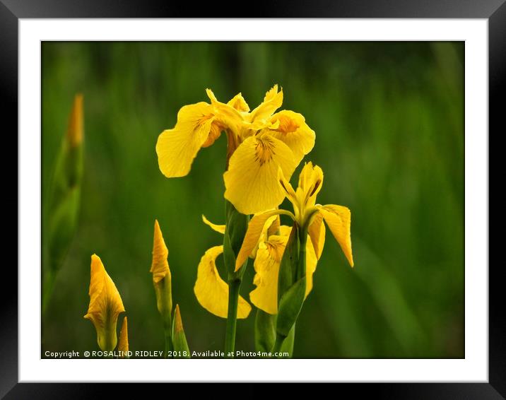 "Iris in the reeds Framed Mounted Print by ROS RIDLEY