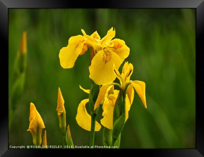 "Iris in the reeds Framed Print by ROS RIDLEY