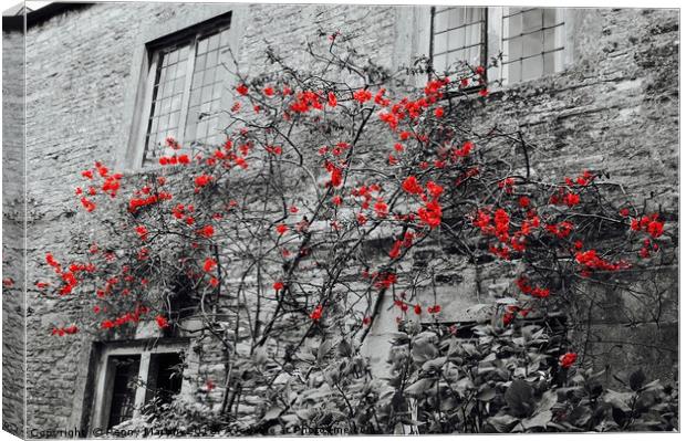 Red Flowers and monochrome stone cottage Canvas Print by Penny Martin