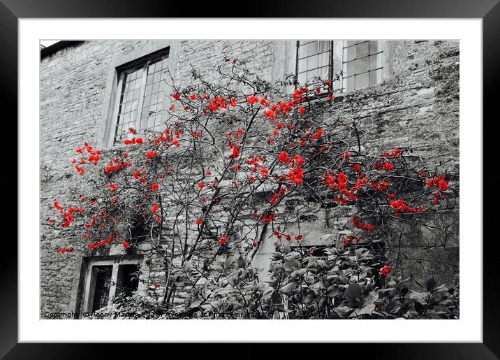Red Flowers and monochrome stone cottage Framed Mounted Print by Penny Martin