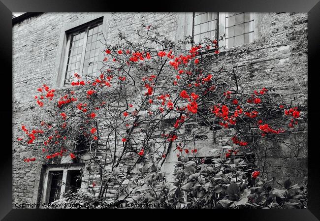Red Flowers and monochrome stone cottage Framed Print by Penny Martin