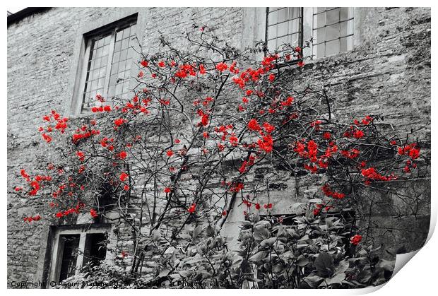 Red Flowers and monochrome stone cottage Print by Penny Martin