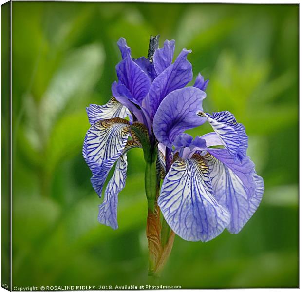 "Iris in the reeds 2" Canvas Print by ROS RIDLEY