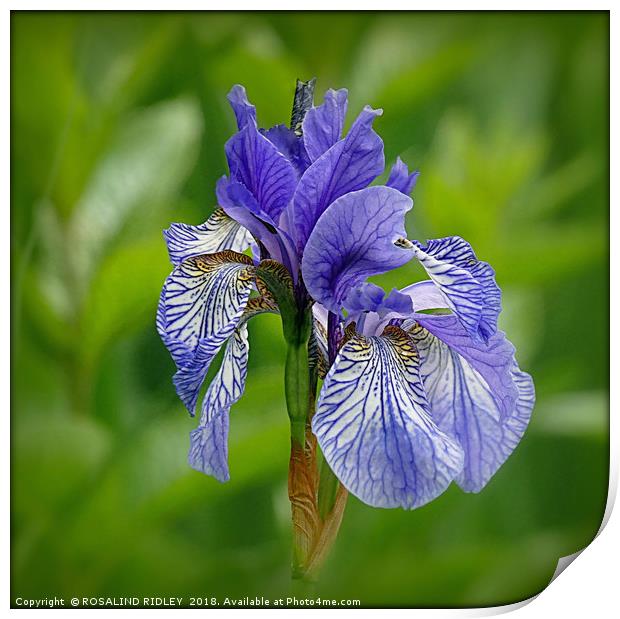 "Iris in the reeds 2" Print by ROS RIDLEY