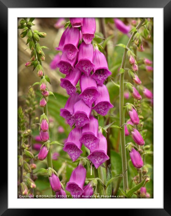 "Foxgloves in a misty wood" Framed Mounted Print by ROS RIDLEY