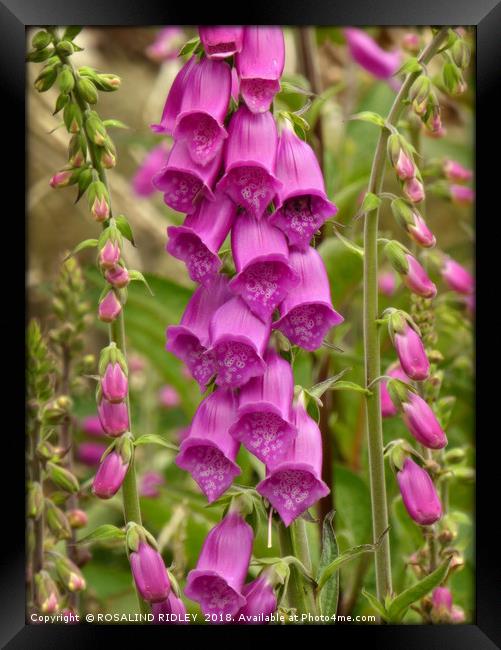 "Foxgloves in a misty wood" Framed Print by ROS RIDLEY